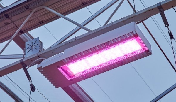PHILIPS. Las luces LED de crecimiento de Philips cumplen con los más altos estándares