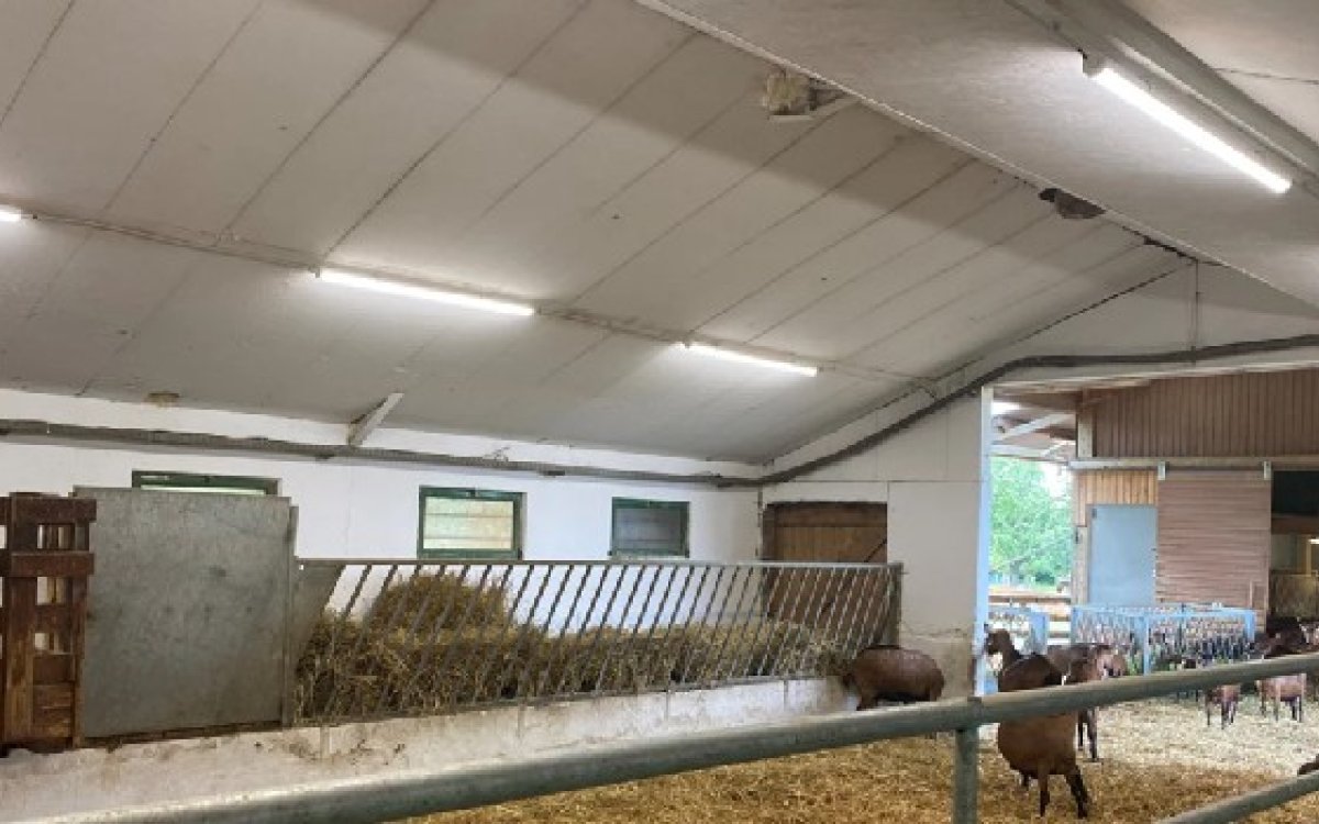 LEDVANCE mejora las condiciones lumínicas de una instalación agrícola en Francia